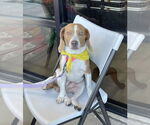 Small #4 Beagle