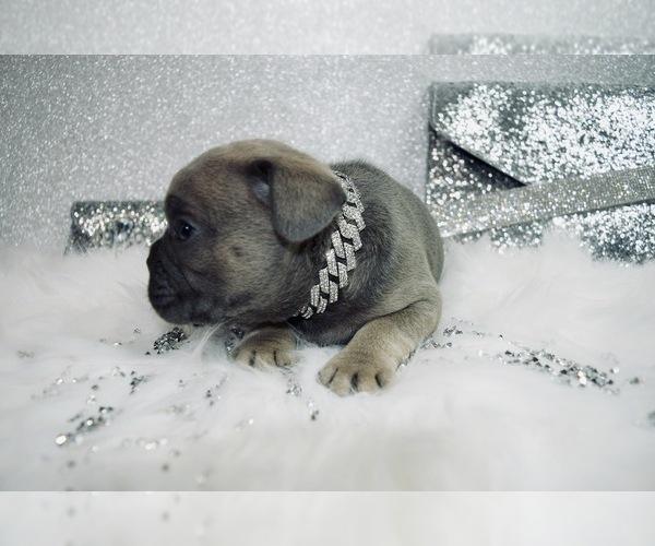 Medium Photo #17 French Bulldog Puppy For Sale in HAYWARD, CA, USA