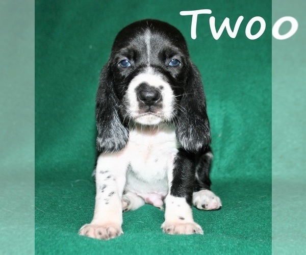 Medium Photo #7 Basset Hound Puppy For Sale in LAKESIDE, CA, USA