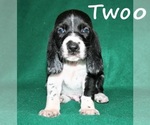 Small Photo #7 Basset Hound Puppy For Sale in LAKESIDE, CA, USA