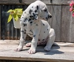 Small Photo #63 Dalmatian Puppy For Sale in GOSHEN, IN, USA