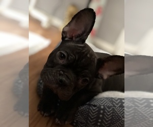 French Bulldog Puppy for sale in BELL, CA, USA