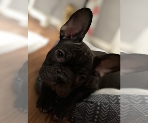 Medium French Bulldog