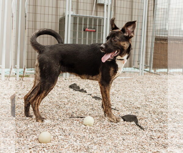 Medium Photo #31 American Pit Bull Terrier-German Shepherd Dog Mix Puppy For Sale in Fargo, ND, USA