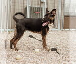 Small #30 American Pit Bull Terrier-German Shepherd Dog Mix