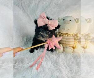 Morkie Puppy for sale in MIAMI, FL, USA