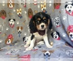 Small #2 Cavalier King Charles Spaniel