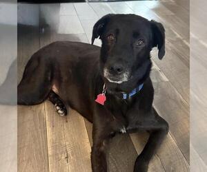 Glory - Female Labrador Retriever-Unknown Mix Dog for Adoption - Photo #9