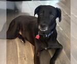 Small #8 Labrador Retriever Mix