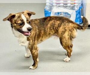 Chihuahua Dogs for adoption in Pittsburgh, PA, USA