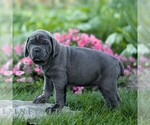 Nolan - Male Cane Corso Puppy for Sale - Photo #4