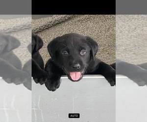 Labrador Retriever Puppy for sale in DECATUR, AR, USA
