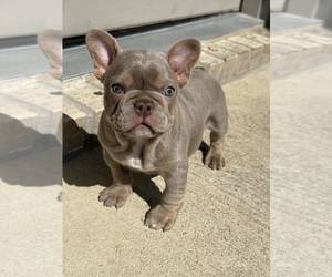 French Bulldog Puppy for sale in HUMBLE, TX, USA
