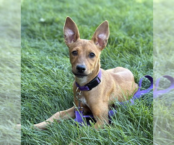 Medium Photo #7 Mutt Puppy For Sale in Sandy, UT, USA