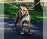Small #3 American Staffordshire Terrier Mix