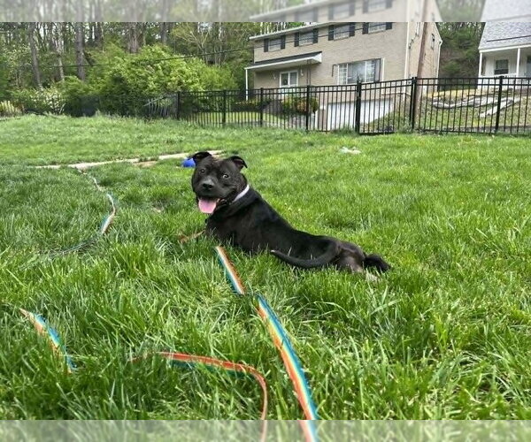 Medium Photo #2 Staffordshire Bull Terrier-Unknown Mix Puppy For Sale in Springdale, PA, USA
