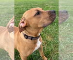Small #1 Mastiff Mix