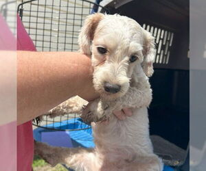 Maltipoo Dogs for adoption in Ocala, FL, USA