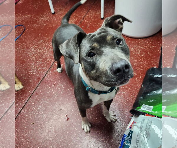 Medium Photo #30 American Pit Bull Terrier Puppy For Sale in Fargo, ND, USA