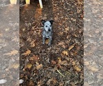Puppy Misty Australian Cattle Dog