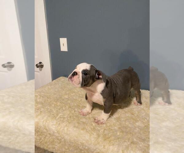 Medium Photo #2 English Bulldog Puppy For Sale in REVERE, MA, USA
