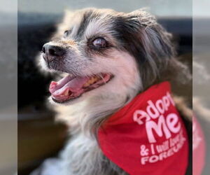 Medium Cocker Spaniel-Pembroke Welsh Corgi Mix
