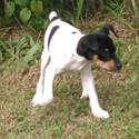 Small Fox Terrier (Toy)
