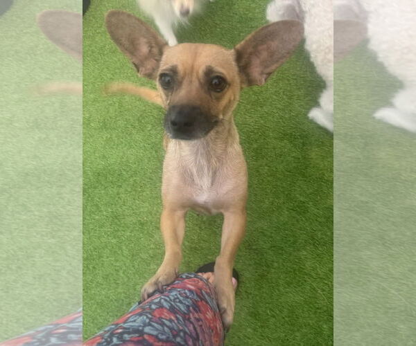 Medium Photo #2 Chiweenie Puppy For Sale in Imperial Beach, CA, USA