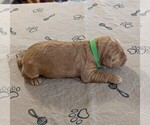 Small Goldendoodle