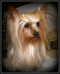 Small Photo #1 Yorkshire Terrier Puppy For Sale in STATHAM, GA, USA