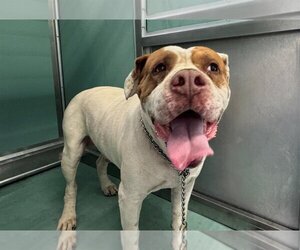 American Bulldog Dogs for adoption in Moreno Valley, CA, USA