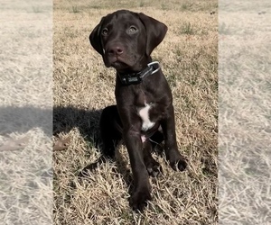German Shorthaired Lab Puppy for sale in GRANITE CITY, IL, USA