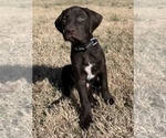 Small Photo #1 German Shorthaired Lab Puppy For Sale in GRANITE CITY, IL, USA