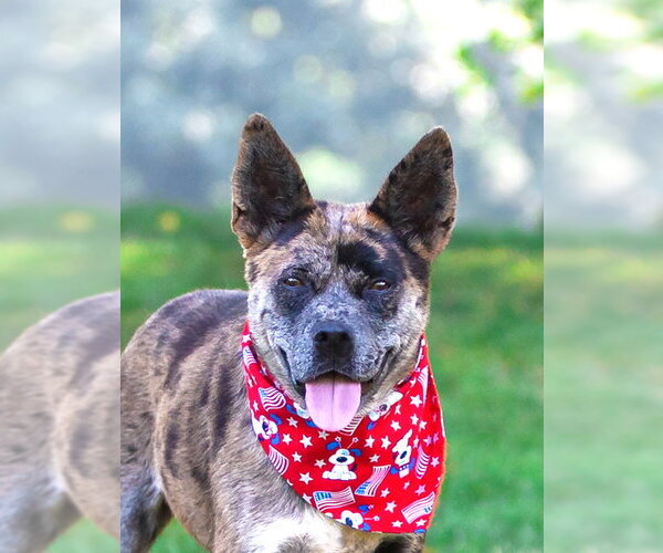 Medium Photo #4 Catahoula Leopard Dog-Unknown Mix Puppy For Sale in Unionville, PA, USA