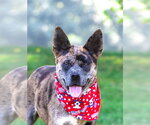 Small #3 Catahoula Leopard Dog Mix