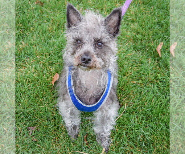 Medium Photo #8 Mutt Puppy For Sale in Huntley, IL, USA