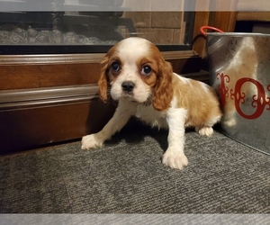 Cavalier King Charles Spaniel Puppy for sale in BATES, AR, USA