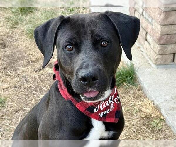 Medium Photo #1 Labrador Retriever Puppy For Sale in Pueblo, CO, USA