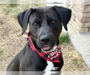 Labrador Retriever Dogs for adoption in Pueblo, CO, USA