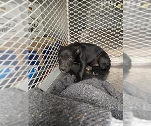 Labrador Retriever Dogs for adoption in Bakersfield, CA, USA