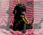Small #3 Cane Corso