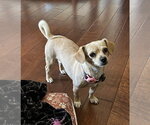 Small #1 Chihuahua