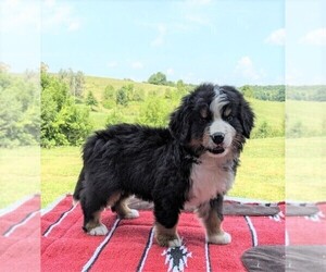 Bernese Mountain Dog Puppy for sale in FREDERICKSBG, OH, USA