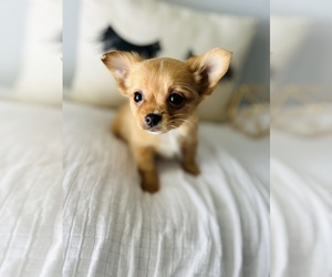 Chihuahua Puppy for sale in MURFREESBORO, TN, USA
