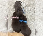 Small #6 Labrador Retriever