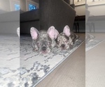 Small Photo #22 French Bulldog Puppy For Sale in GIG HARBOR, WA, USA