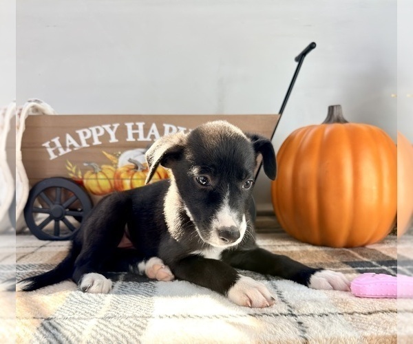 Medium Photo #2 Border Collie Puppy For Sale in GREENFIELD, IN, USA