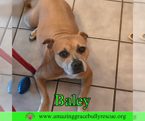 Medium Photo #3 American Bulldog-Unknown Mix Puppy For Sale in Pensacola, FL, USA