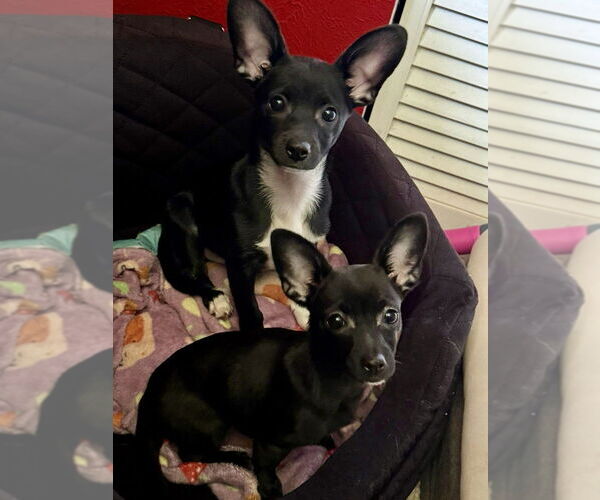 Medium Photo #4 Rat-Cha Puppy For Sale in Oak Bluffs, MA, USA