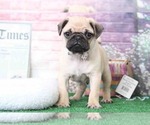 Small Photo #2 Pug Puppy For Sale in BEL AIR, MD, USA